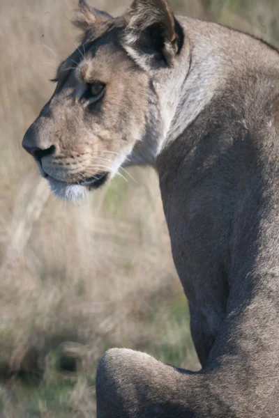 Dişi aslan Botsvana — Stok fotoğraf