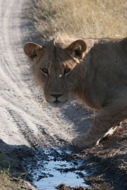dişi aslan Botsvana