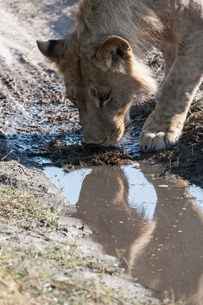 Leonessa in Botswana — Foto Stock