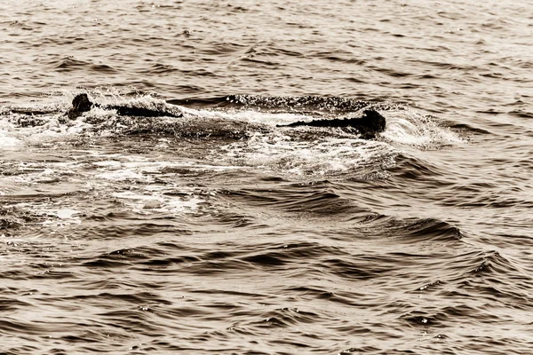 Ocas velryby, Cape Cod — Stock fotografie