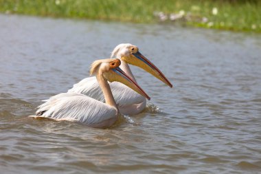 Pelikanlar, Djoudi Milli Parkı