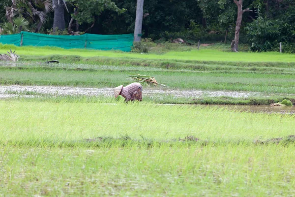 Vietnam — Stockfoto