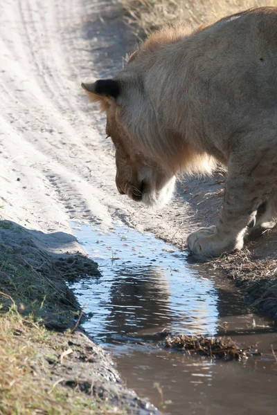 Leonessa in Botswana — Foto Stock