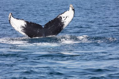 Balina, Cape Cod kuyruğunun