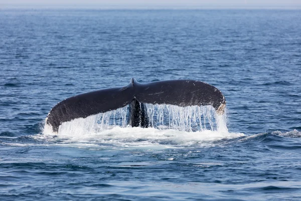 Balina, Cape Cod kuyruğunun — Stok fotoğraf