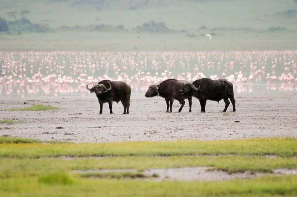 African buffalos — Stock Photo, Image