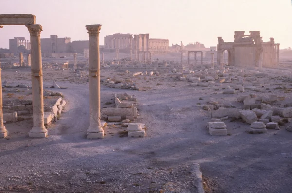 Palmyra vinobraní — Stock fotografie