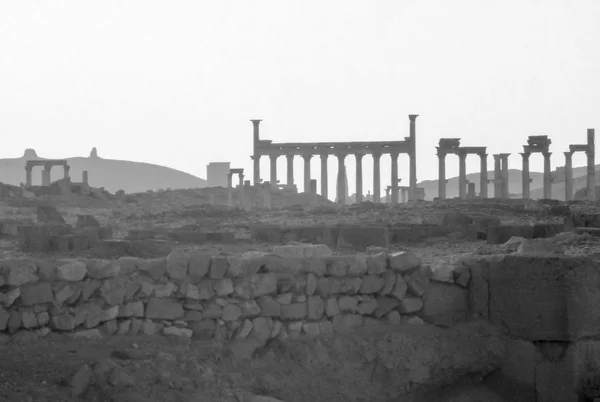 Palmyra vintage — Stockfoto