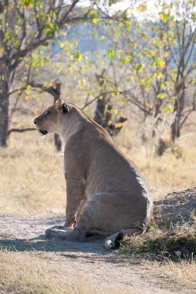 Leeuwin in botswana — Stockfoto