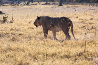 dişi aslan Botsvana