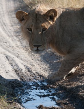 dişi aslan Botsvana