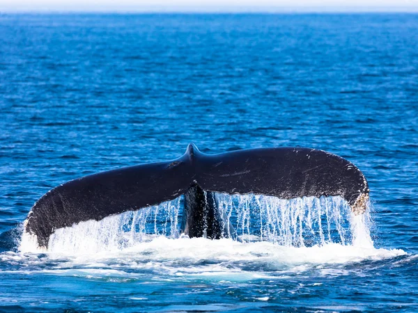 Schwanz von Walen, Kabeljau — Stockfoto