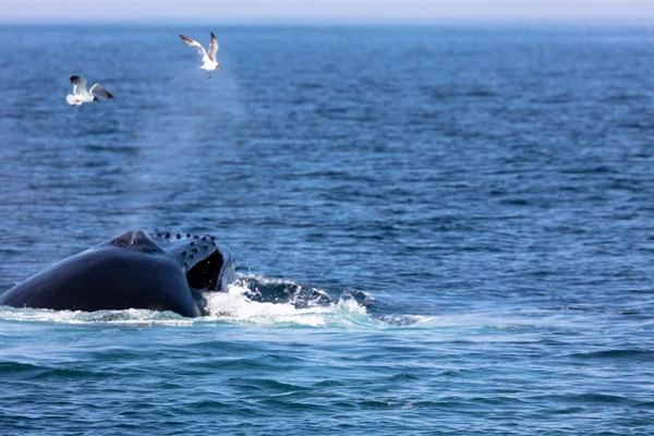 Whale, cape cod — Stockfoto