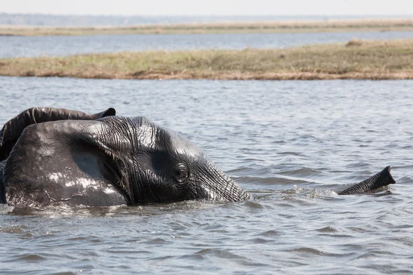 Éléphant traversant une rivière — Photo