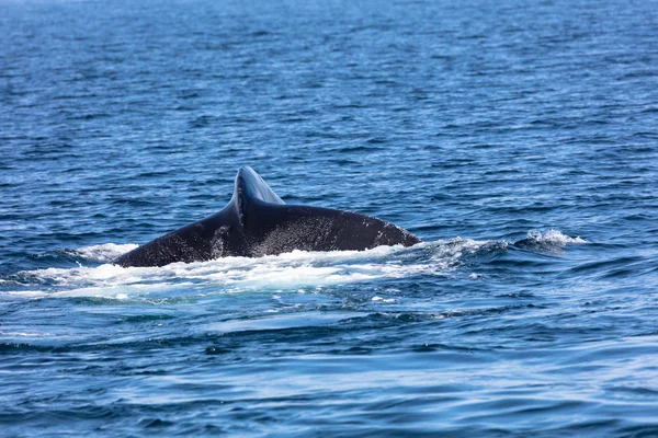 Svansen av Whale, Cape Cod — Stockfoto