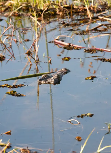 Alligatore nel fiume Zambesi — Foto Stock