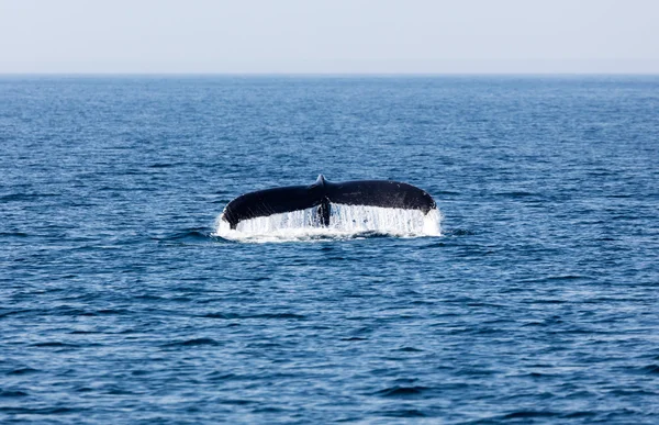 Tail of Whale, Cape Cod — Stock Photo, Image