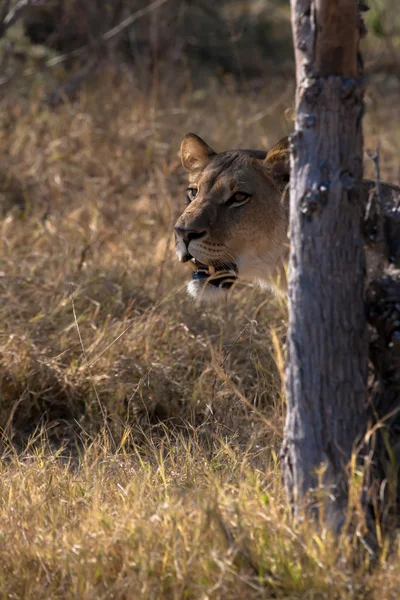 Lioness in Botswana — Stock Photo, Image