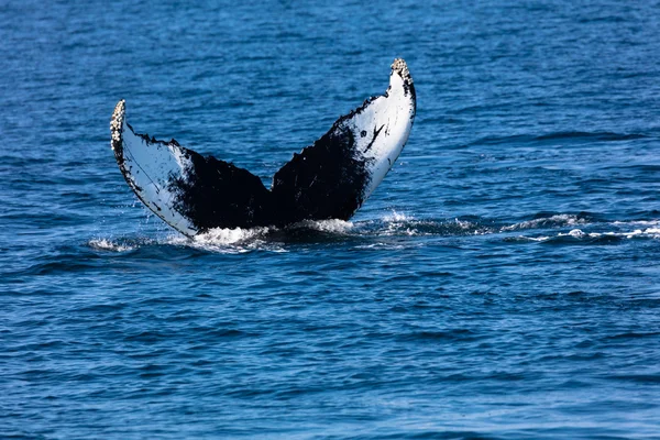 Ballena, bacalao de capa — Foto de Stock