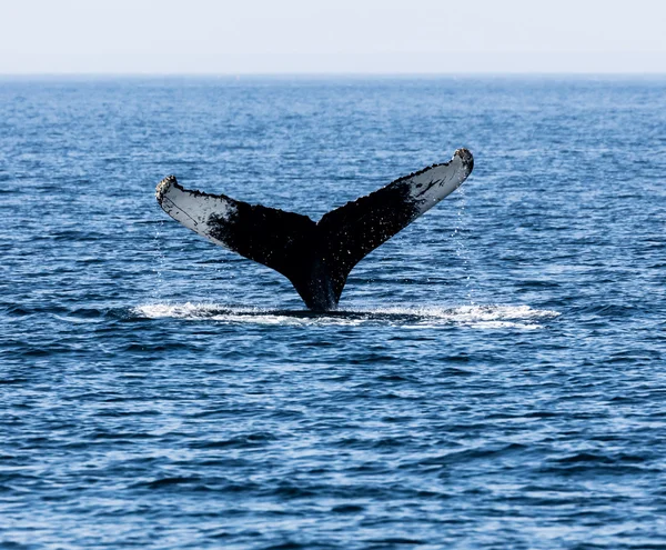 Ogon wieloryba, Cape Cod — Zdjęcie stockowe