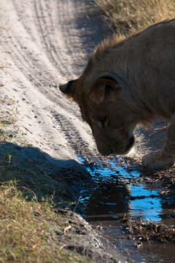dişi aslan Botsvana