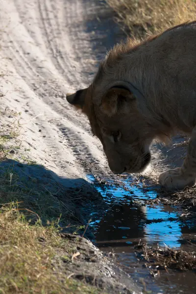 dişi aslan Botsvana