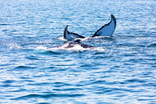 Velryba, cape cod — Stock fotografie