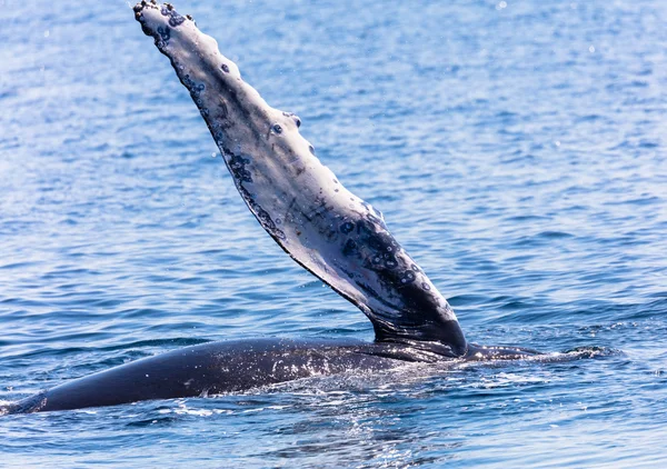 クジラ、ケープ ・ コッド — ストック写真