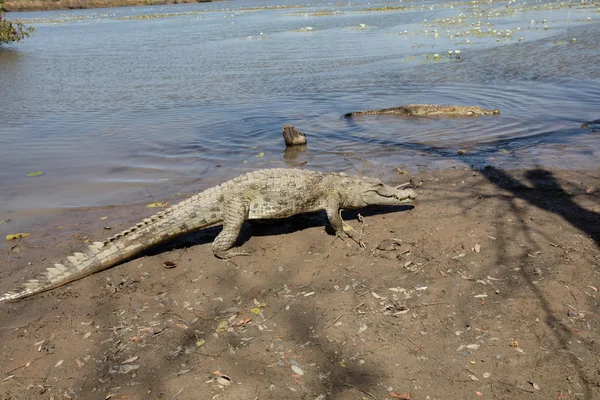 Crocodilo sagrado, Burkina Faso — Fotografia de Stock