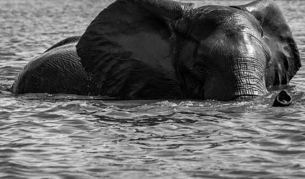 Éléphant au bain — Photo