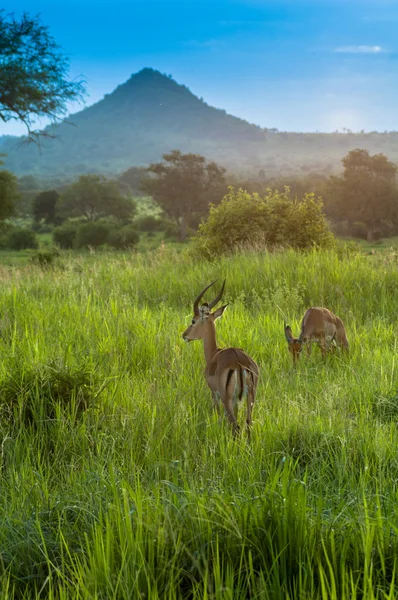 Antelope, Parque Serengeti — Fotografia de Stock