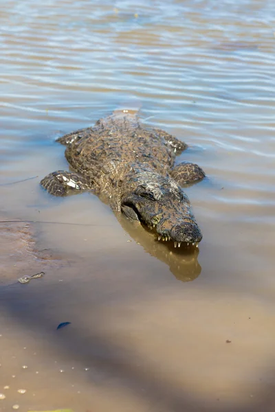 Crocodilo sagrado, Burkina Faso — Fotografia de Stock