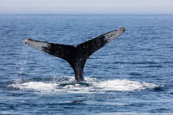 Хвоста кита, Cape Cod — стокове фото