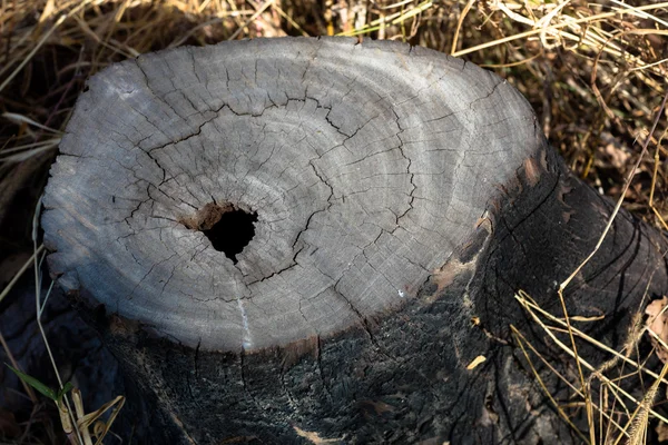 Ringar av trädet. — Stockfoto