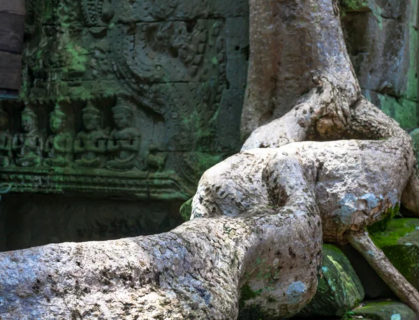 Angkor wat kořen — Stock fotografie