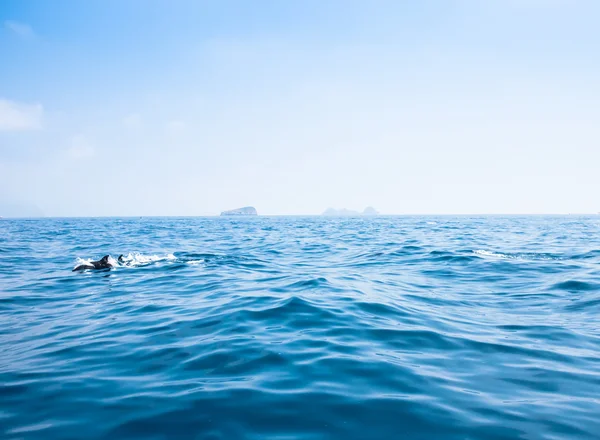 Sorrento, laut dengan lumba-lumba — Stok Foto