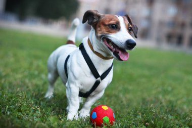 Kırmızı Top ile köpek