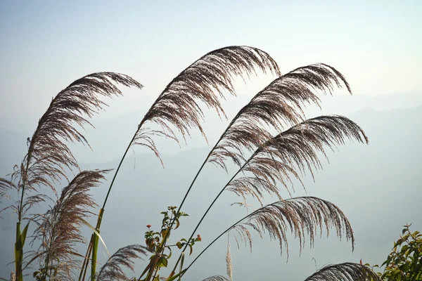 在平静的海面附近草 — 图库照片