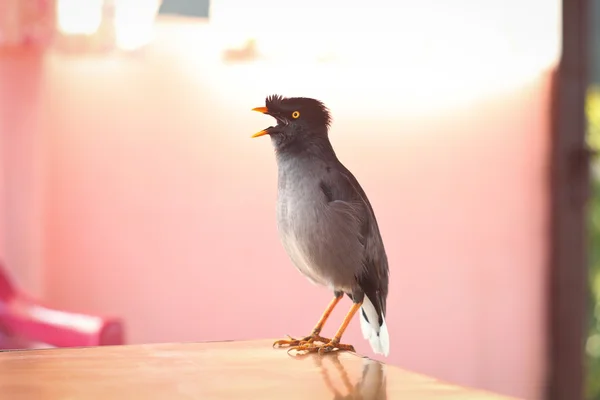 Small grey bird — Stock Photo, Image