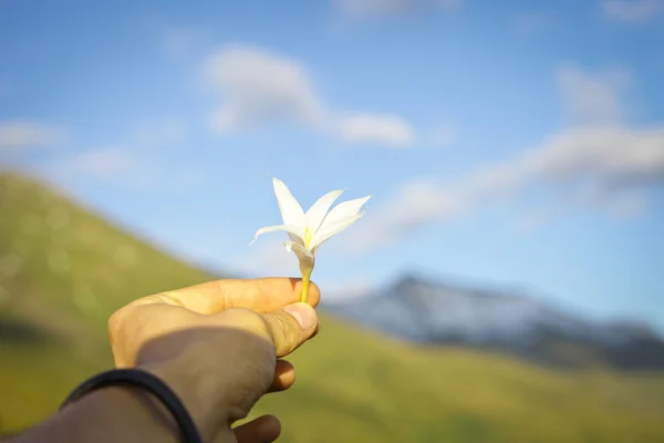 Man hand holding flower