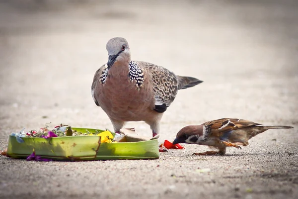 Pigeon and sparrow eating — Stock Photo, Image