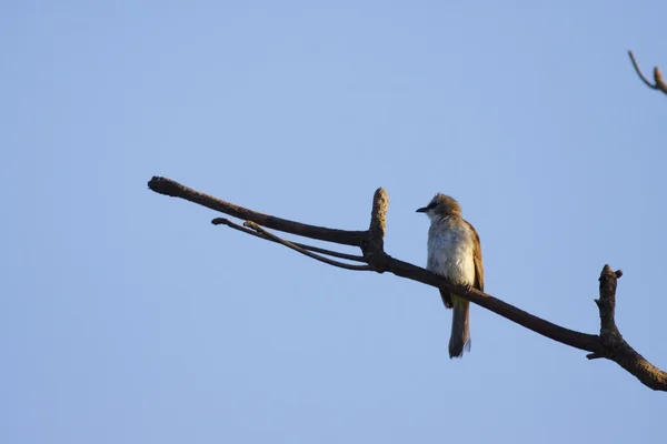 Малая серая птица — стоковое фото