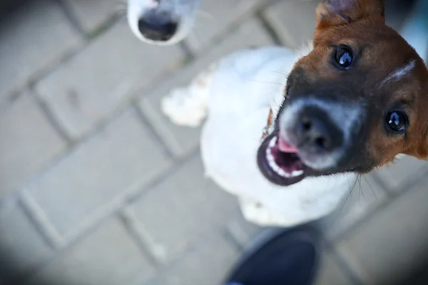 Jack Russell gülümsüyor