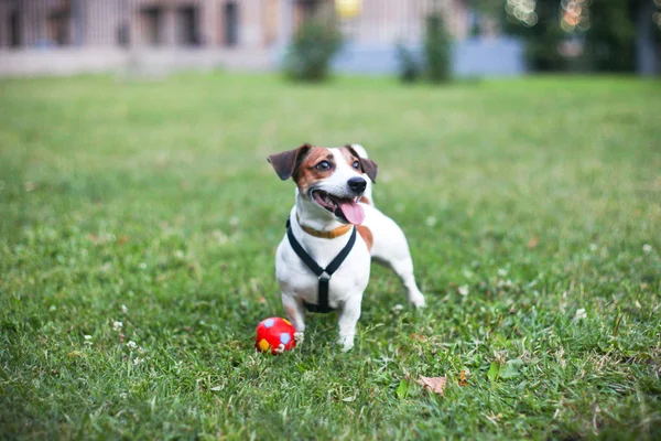 Kırmızı Top ile köpek