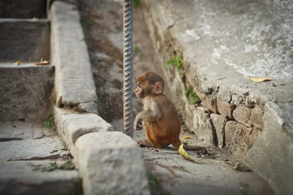 Kis majom ül Stock Kép