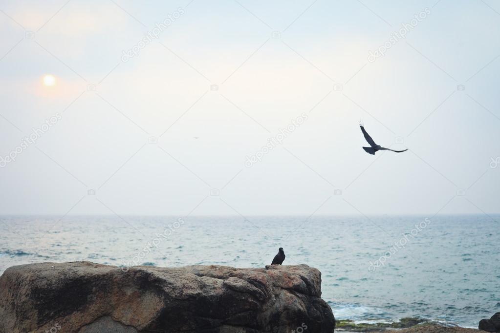 Bird taking off from  rock