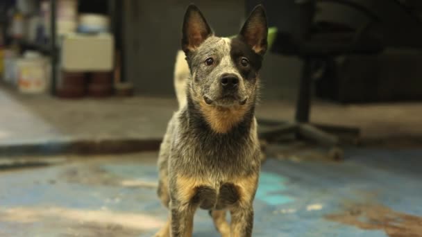 Gazing Dog Waiting — Stock Video