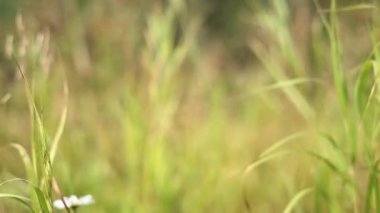 Yeşil Çimen Arkaplanı