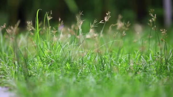 Groene grasachtergrond — Stockvideo
