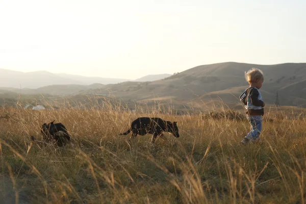 Boy with dogs on field — Stock Photo, Image